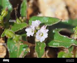 Image result for Oncinotis glabrata