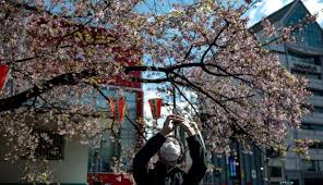 Sakura jepang atau japanese cherry blossom (prunus serrulata), hill cherry, east asian cherry, oriental cherry, merupakan salah. Foto Warga Jepang Diimbau Tidak Berkumpul Saat Menikmati Bunga Sakura Global Liputan6 Com