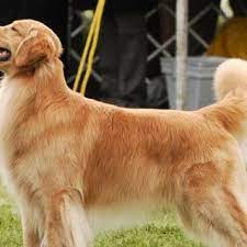 Free Golden Retriever Puppy 125 For Free Golden Retriever Puppy Old Dogs Dogs Golden Retriever Puppy
