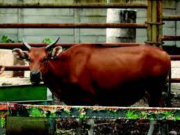 Namun, terdapat beberapa spesies sapi liar lain yang keturunannya didomestikasi, termasuk sapi bali yang juga diternakkan di indonesia. Galery Hewan April 2013