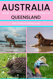 How To See Amazing Australian Animals In Queensland Australian Animals Australia Animals Animals