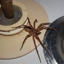 Zoropsis spinimana spiders have been sighted 48 times by contributing members. Photo Zoropsis Spinimana Observation Org