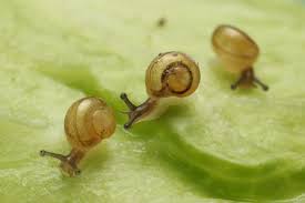 カタツムリ 子供