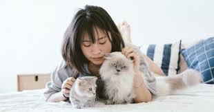 Hewan karnivora satu ini memang dianggap sebagai salah satu hewan yang harus diperlakukan dengan baik oleh banyak penduduk di wilayah indonesia. 7 Cara Merawat Kucing Anggora Seru Banget Popmama Com