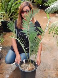 Image result for Encephalartos munchii