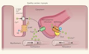 Image result for Calcium Channel Blocker Overdose