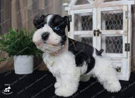 We have possible litters due from confetti, audrey,. Paw Tree Socal Schnauzer