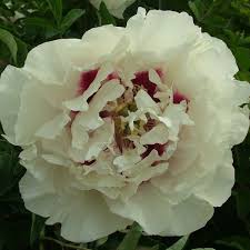 Gui Fu Ren 3jv Pfingstrosen Wunderschone Blumen Pfingsten