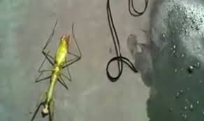 The friendly extraterrestrials the airship people, pleiadians, ummo, and many others. Real Life Alien Worm Explodes Out Of Body Of Praying Mantis Weird News Express Co Uk