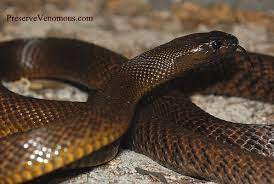Inland Taipan Oxyuranus Microlepidotus Inland Taipan Serpent Snake Snake
