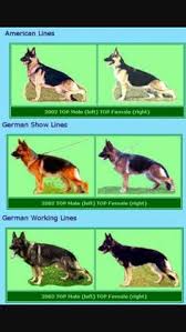 114 Best Caring For German Shepherd Images German Dogs