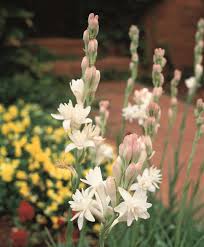 Image result for Polianthes tuberosa