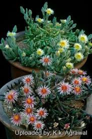 Image result for Phyllanthus taylorianus