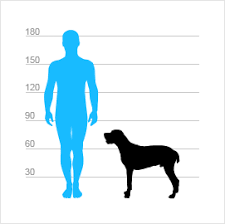 Image result for auvergneský ohař