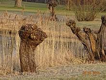 Frisch ausgetriebene trauerweide als stattlicher parkbaum. Willow Wikipedia