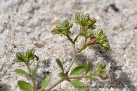 Image result for Polycarpon tetraphyllum