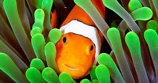 Coral Sea Water World Ex Coral Sea Resort 5 Seawayblog Clownfish Are Facing Extinction Because Of Nemo Clown Fish Clownfish And Sea Anemone Salt Water Fish