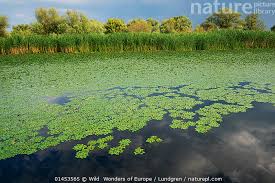 Image result for Trapa natans