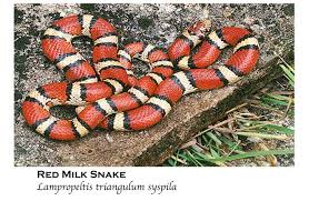 Maybe you would like to learn more about one of these? 50 Snakes You Might Come Across In Alabama Al Com