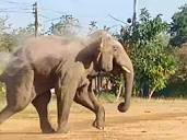 Botswana president offers 20,000 elephants to Germany amid ...