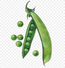 Download Art Collectibles Clip Art Veggie Clipart Pea Clipart Food Art Watercolor Sweet Peas Sweet Peas Clip Art Food Clipart Culinary Clip Art Sweet Pea Clip Art