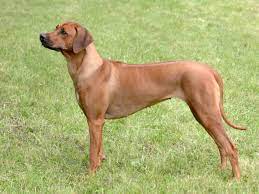Puzzles and games are a good way to stimulate your rhodesian ridgeback mentally as is just engaging with them in general. Rhodesian Ridgeback Brit