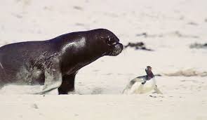 We have collected 42 such gifs. Animal Gifs