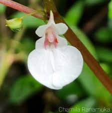 Image result for Impatiens bequaertii
