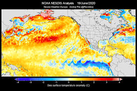 North pacific yellowtail under drift kelp paddy, open ocean. An Ocean Heatwave Is Developing In The North Pacific Threatening With The Ecosystem Disruption In The Region