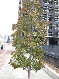 常緑ヤマボウシを庭のシンボルツリーにしよう Hanana Tree