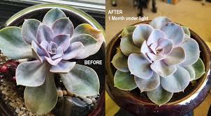 I've found that those are the only succulents in my house that develop their sunblush naturally. Grow Light Before And After 1 Month Succulents