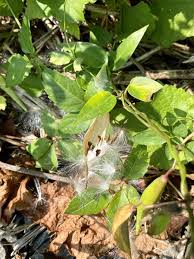 Image result for Vincetoxicum cernuum