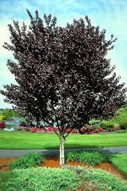See more ideas about plum tree, thundercloud, plum. Thundercloud Plum