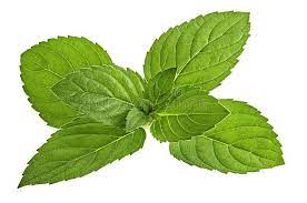 Mint Leaf Isolated On White Background Affiliate Leaf Mint Isolated Background White Ad Mint Leaves Leaves Mint