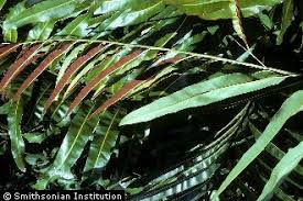 Image result for Acrostichum aureum