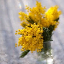 Yellow Mimosa Flower Mimosa Snow 79ideas Webstagram Mimosa Flower Yellow Flowers Flora Flowers