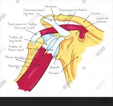 Proximal stability is crucial to. Shoulder Anatomy Vector Photo Free Trial Bigstock