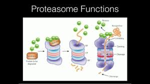 Protease is an enzyme which breaks down proteins and peptides. Proteasome Function Youtube