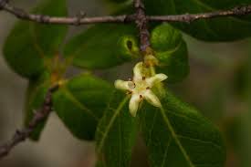 Image result for Rytigynia monantha