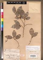 Image result for Trilepisium