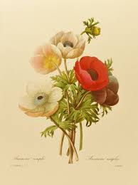 Free Printable Poppy Flower Vintage Poppy Anemone Home Office Decor Colorful Redoute Flower Botanical Drawings Botanical Illustration Botanical Art