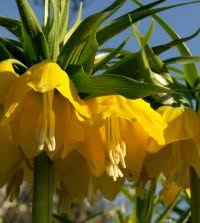 Image result for Stolzia heiligenthalii