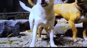 Directed by alex zamm, and starring george lopez, odette yustman and zachary gordon, the film focuses on papi and chloe. Chihuahua En Beverly Hills Diablo Vs Delgado Vs Cloi Youtube