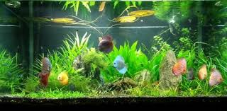 Wayfair.com has been visited by 1m+ users in the past month Real Or Fake Plants Which Is Better Useful Information On Subject
