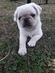 Wie es sich auf die knochen auswirkt und alles was du noch dazu wissen solltest. Tierheim Andernach Unsere Mops Welpen Auch Auf Die Gefahr Hin Dass Wir Uns Jetzt Vielleicht Bei Dem Einen Oder Anderen Unbeliebt Machen Es Muss Jetzt Einfach Mal Raus Wie Vielleicht Schon