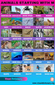 Can you think of one animal starting with each letter? Animals That Start With M 60 Popular Animals Starting With M Visual Dictionary