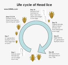 Lice will mate (successfully) immediately upon moulting their last nymph stage exoskeleton, so an average. Life Cycle Of Head Lice Do Lice Lay Eggs Transparent Png 723x710 Free Download On Nicepng