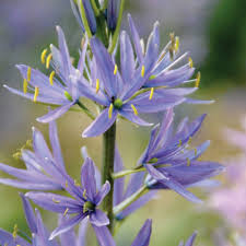 Check spelling or type a new query. Hardy Bulbs For Wisconsin Gardens Johnson S Gardens Cedarburg Wi