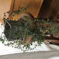 オレガノです 葉先が茶色くなったものもいくつかあるのですが これは日光の当てす Yahoo 知恵袋
