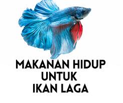 Telur telur ikan yang dikeluarkan oleh ikan betina, akan menempel pada ijuk yang telah disediakan di dalam kolam. 7 Makanan Hidup Terbaik Untuk Ikan Laga 2021 Ikan Laga Makan Apa